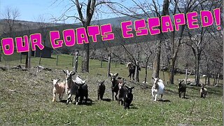 Our Goats Escaped! You wont believe where we found them !