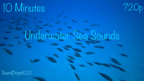Take A Break With 10 Minutes Of Underwater Sea Sounds