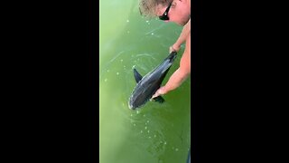 Cobia fishing