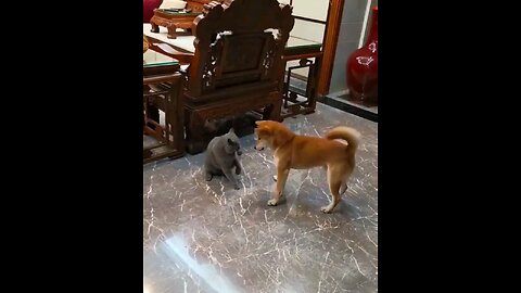 Adorable doggo playing with his cat friend.