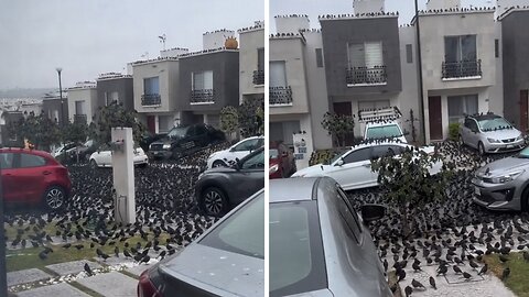 Massive flock of birds gather on single street