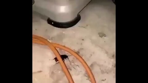 Roach Taming