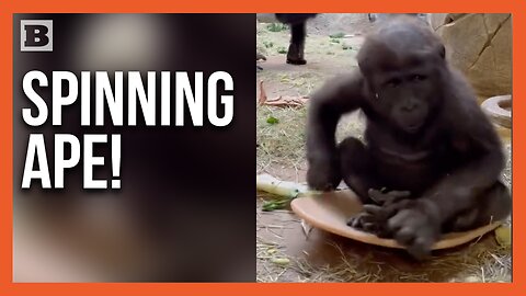 Fun Is Universal! Baby Gorilla Spins on Plastic Disc at Fort Worth Zoo