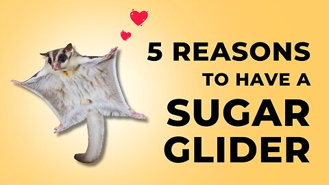 Why are Sugar Gliders the Cutest Pet?
