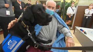 Veterans get puppy love from service dogs at Tampa veterans hospital