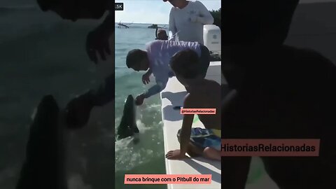 Nunca brinque com um Ptibul do Mar