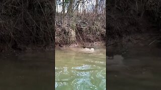 Beaver Trapping - Flat Tail Success