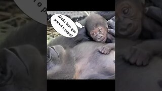 Vídeos incríveis-Imagens maravilhosas-The Best videos #shortsfeed #shorts #shortsviral #shortsindia