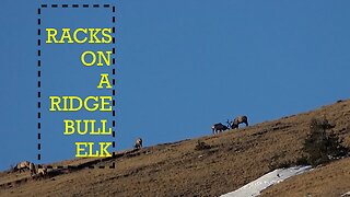 Winter Range Bull Elk #2 Racks on a Ridge. . . 2023