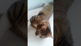 Little Cat Stretches His Body #shorts