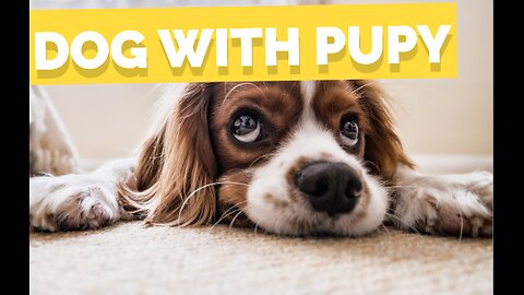 Empowering Pup Parents: The Key to Ensuring Dog Safety"