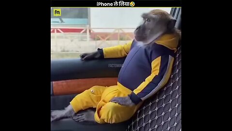 monkey cutest and fun video's fun over fun loaded