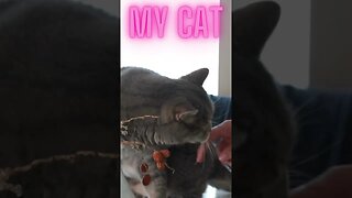 my Cat Vrs Other CATS