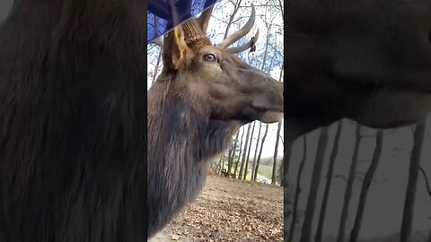 Elk gets disappointed at Tourists for having No Food