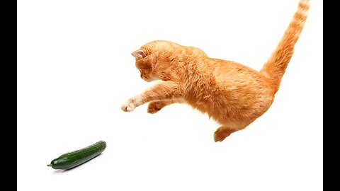 Cat vs Cucumber