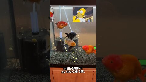 Goldfish Eating Peas(Hungry) #goldfish #aquarium#ranchugoldfish #feedingfish #shorts #fancygoldfish