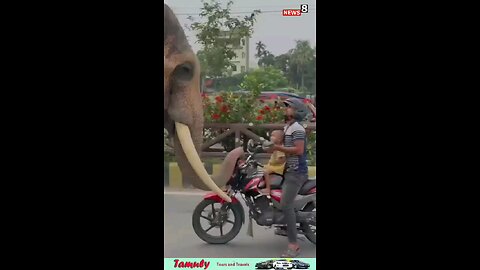 Elephant Robbery
