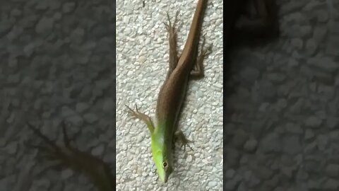 Emerald Green Skink Lizard Tabili in Philippines