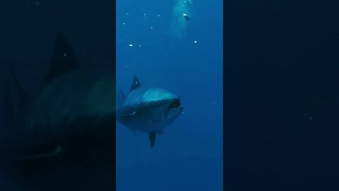 Bluefin Tuna Creeping - Back To The Med #shorts