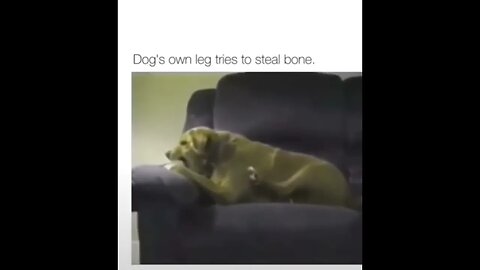 Dog's own leg tries to steal His bone #dog