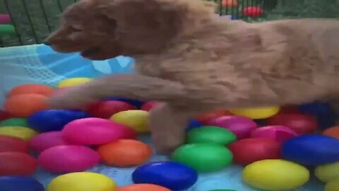 Goldendoodle puppy plays with her siblings