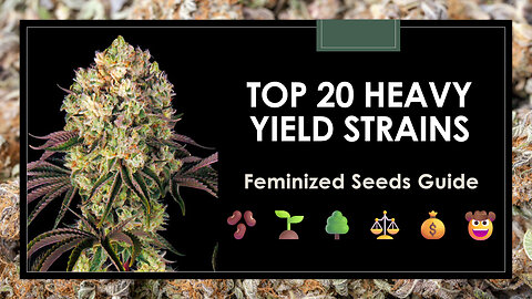 Top 20 Highest Yielding Strains: Seeds Guide
