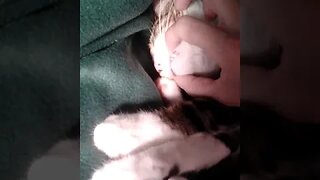 Cat Nose Boops #shorts
