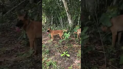 #belgianmalinois #belize #hiking #shorts