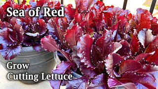 How to Grow Cutting Lettuce from Seed | Sea of Red | from Seed to Harvest