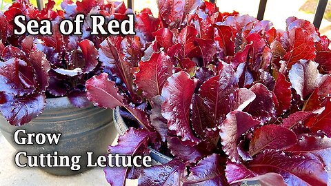 How to Grow Cutting Lettuce from Seed | Sea of Red | from Seed to Harvest