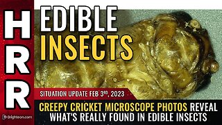 Feb 3, 2023 - CREEPY CRICKET microscope photos reveal what's really found in EDIBLE INSECTS