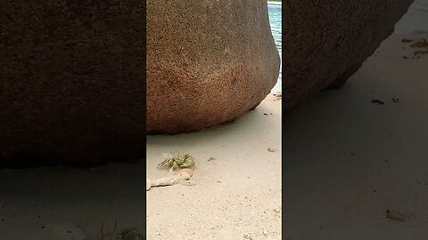 Adorable Crabs in Seychelles island 🦀🌴🌿