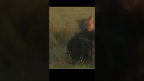 Lion Hunts & Takes Down Wildebeest