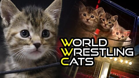 World Wrestling Cats 2024 | The Ultimate Kitten Fighting Competition