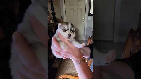 Puppy Breath !!!!!!!