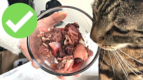 What I feed my cat in a week | SUPERHERO nutrient breakdown ✨