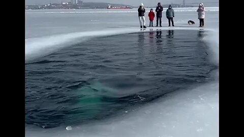 Belugas são avistadas perto da cidade russa de Vladivostok, na costa do Pacífico