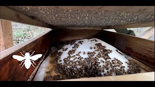 MID-WINTER BEE CHECK! Looking in on ONE of our remote HIVES!