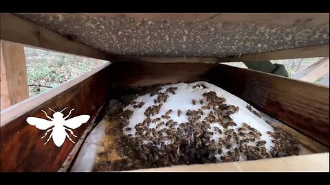 MID-WINTER BEE CHECK! Looking in on ONE of our remote HIVES!