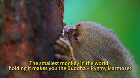 The smallest monkey in the world, holding it makes you the Buddha – Pygmy Marmoset