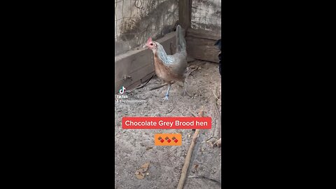 Chocolate 🍫 Grey Brood Hen