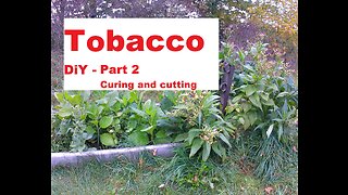Tobacco - Make your own - Curing and cutting