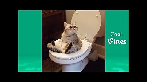 NEW Try Not To Laugh Challenge - Funny Cat & Dog Vines compilation 2023