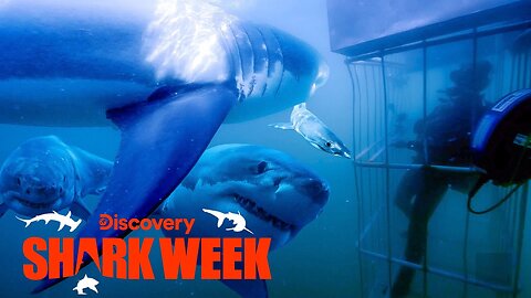 Four Great Whites Surround the Cage! Shark Week