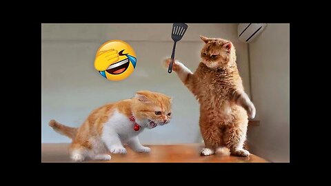 Funny pets compilation ## if you don't laugh you are sick