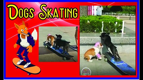Cute Dogs Skating - Fastest Skateboarding Dog fail
