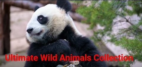 Ultimate Wild Animals Collection