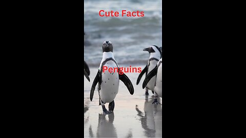#cutefacts #penguins