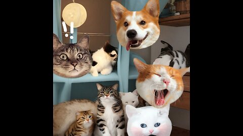 Love cats??? 🐈 🐭🐼 watch ‘em make fun 🤩🤩🤩