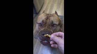 MASSIVE Pit Bull tried pineapple for first time 🦁🍍😋